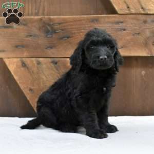 Austin, Goldendoodle Puppy